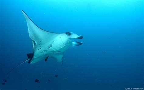 Stingray Hd Desktop Wallpaper Underwater Wallpaper