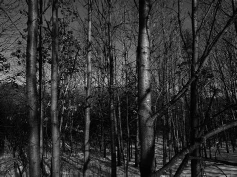 Winter Forest Photograph By Andy Peterson Fine Art America