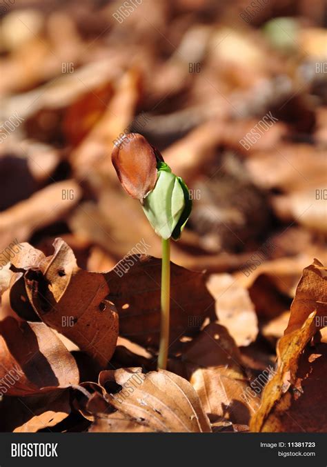 Beech Seedling Image And Photo Free Trial Bigstock