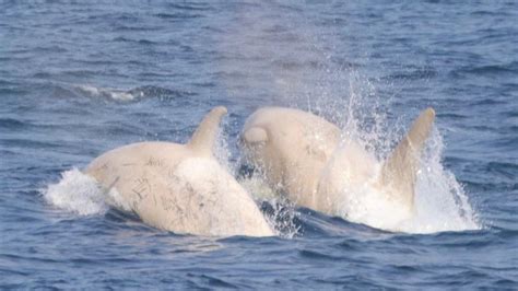 Whale Watchers In Japan Spot Two Rare Albino Orcas