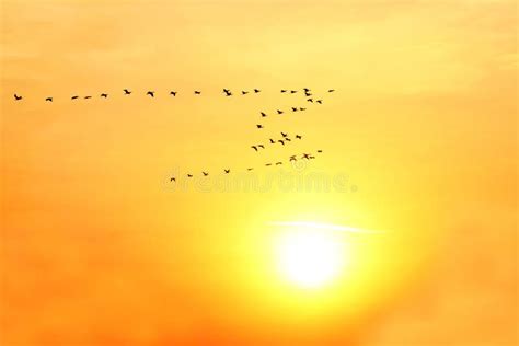 Large Flock Of Birds Flying On The Background Of The Solar Dawn Stock