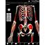 3D Muscular Premium Anatomy For IPad Pushes Boundary Apps