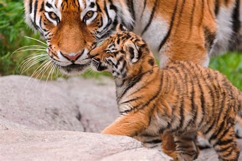 Adorable Siberian Tiger Cubs