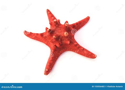 Red Sea Star Isolated On White Background Stock Photo Image Of Coral