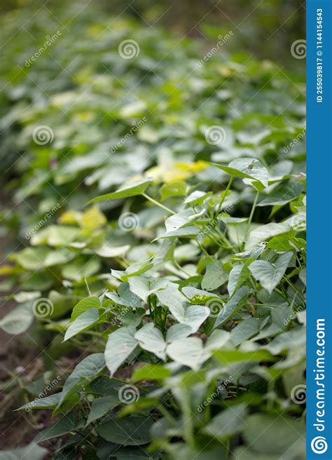Sweet Potato Seedlings Growing In The Field In Autumn Stock Image