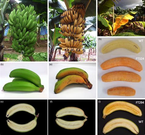 Bananas Scientists Create Vitamin A Rich Fruit That Could Save