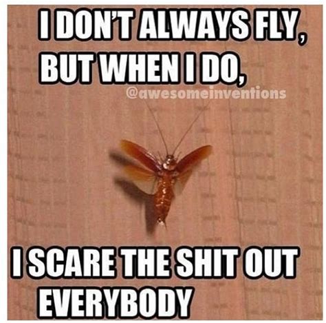 June Bugs Fear Of Flying I Love To Laugh Funny