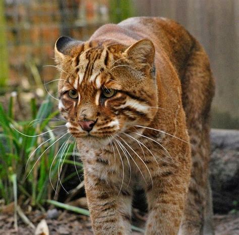 Lifespan, distribution and habitat map, lifestyle and social behavior, mating habits, diet and nutrition, population size and status. Catopuma temminckii), also called the Asiatic golden cat ...