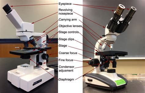 Types Parts And Functions Of A Microscope 2023
