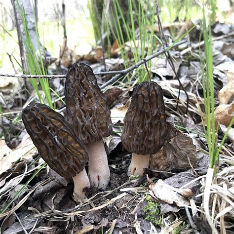 All About Morel Mushrooms Online Course