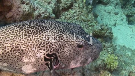 Pufferfish On Coral Reef Red Sea Royalty Free Video And