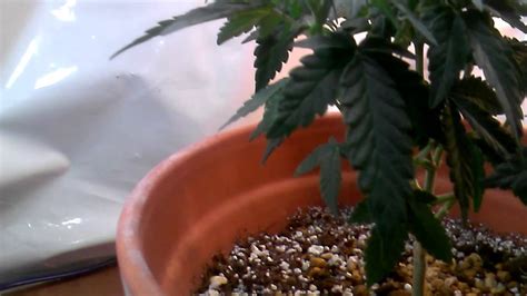 First Cfl Grow Week 7 Topped Results Showing Sex Youtube