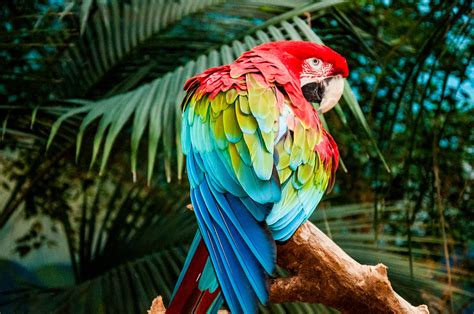 Macaw Colorful Bird 4k Hd Birds 4k Wallpapers Images