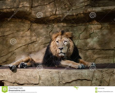 A Lion In A Zoo Enclosure Stock Photo Image Of Care