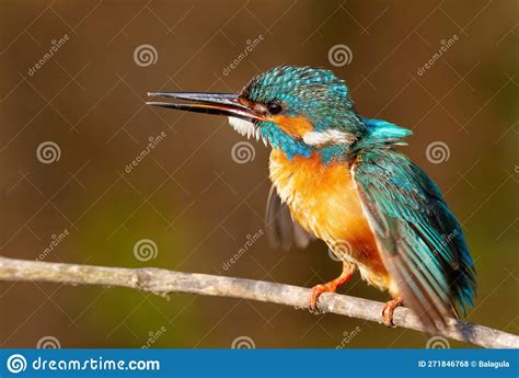 Common Kingfisher Alcedo Atthis A Bird Calls And Spreads Its Wings