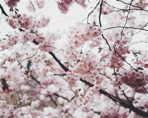 Pink Cherry Blossom In Close Up Photography · Free Stock Photo