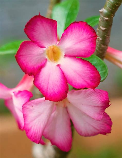Keeping The Fine Shape Of Your Desert Rose Plant Dig It Right Dig It Right