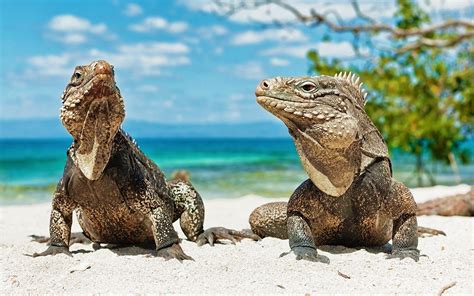 Animals Beach Lizards Reptile Wallpapers Hd Desktop And Mobile