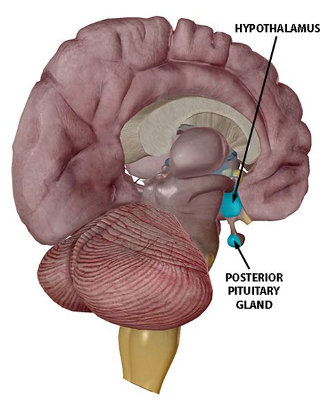 Vb News Desk Epigenetics Oxytocin And Mother Baby Interactions