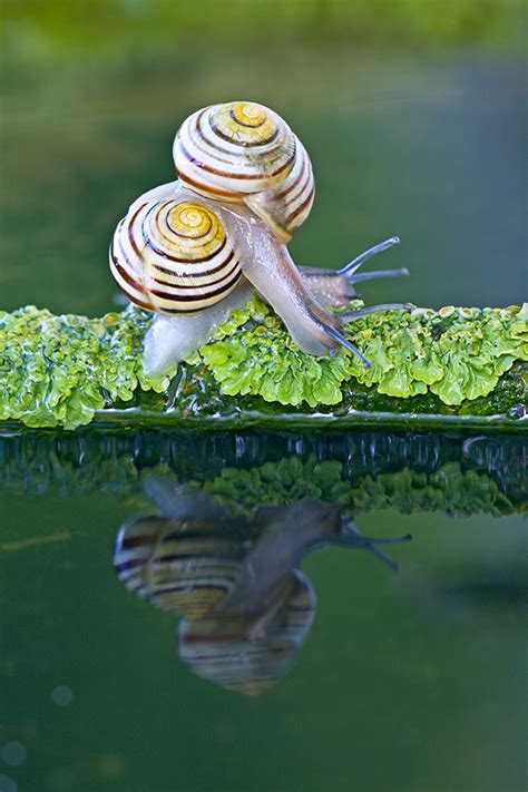 Gartenschnecke — garten bänderschnecke garten bänderschnecke (cepaea hortensis) systematik ordnung: Garten-Baenderschnecke, das Schneckengehaeuse ist ...