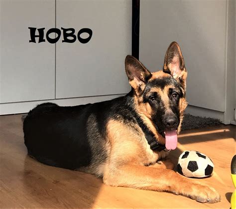 CACHORROS EN ADOPCIÓN - ADOPTAR UN CACHORRO: HOBO; CACHORRO PASTOR