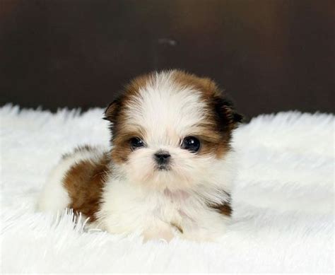 Shih Tzu Puppies Cute Pictures And Facts Dogtime
