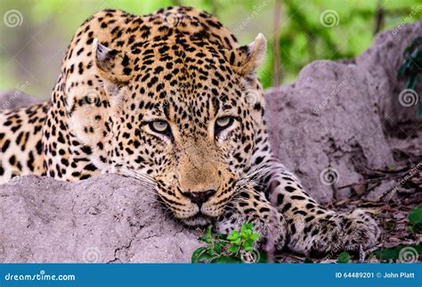 Head Shot Of A Relaxed Leopard Completely At Ease Stock Image Image