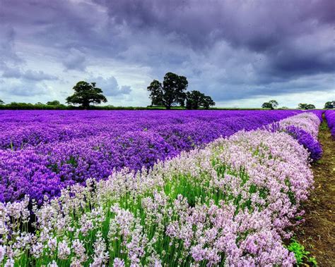 20 Perfect Purple Spring Desktop Wallpaper You Can Use It Without A