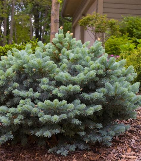 Picea Pungens Glauca Globosa Globe Blue Spruce From Prides Corner Farms