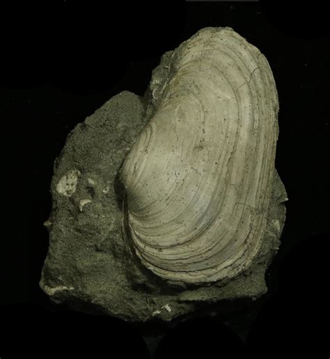 Geoduck Clam Bivalves The Fossil Forum