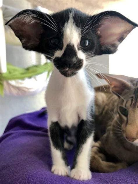 Pedigree crosses are slightly cheaper, but still in the $300 to $700 range. How Much Do Oriental Shorthair Cats Cost - Catman