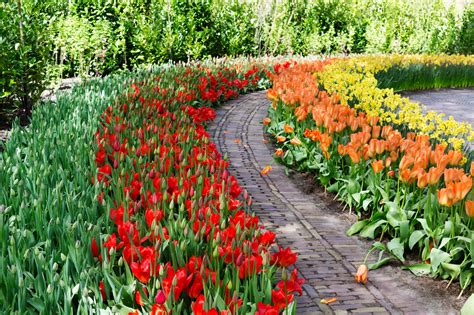 O Planter Vos Bulbes De Tulipes Conseil Jardin Willemse