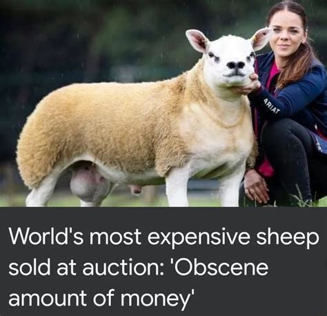 Worlds Most Expensive Sheep Sold At Auction Obscene Amount Of Money