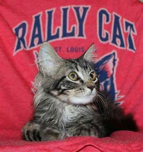 Opinion St Louis Feral Cat Outreach Has Best Interests Of Rally Cat
