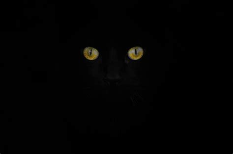 Black Cat Eyes In The Dark Photograph By Johan Ferret Pixels