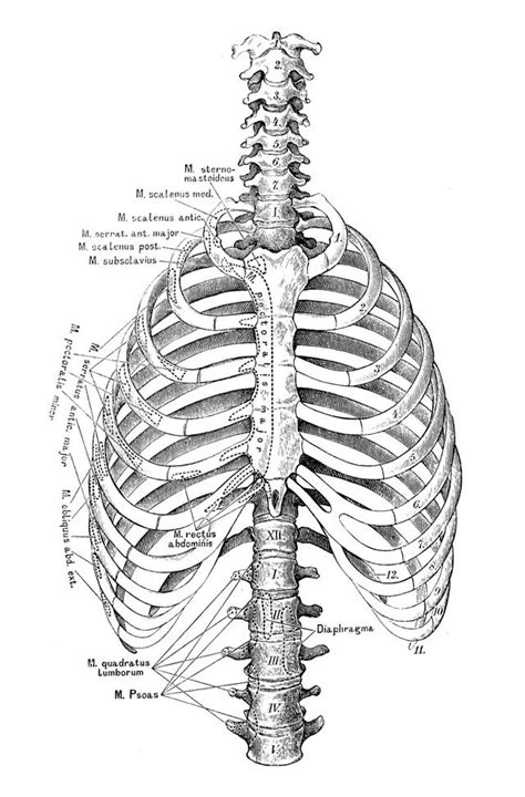 Most humans have 12 pairs of rib bones with one from each pair on each side of the chest. How Many Ribs do Humans Have? - Bodytomy