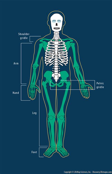 Human Limb Bones infographic - LifeMap Discovery