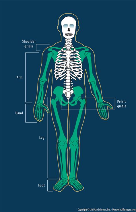 Anatomy Of Lower Limb Bones Upper Limb Bones Anatomy And Muscle