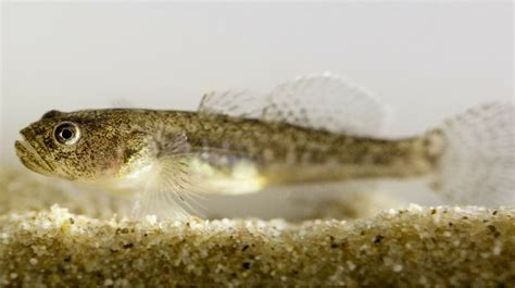 Photo Southern Tidewater Goby Ucla