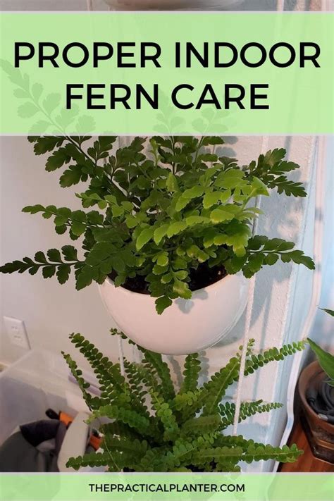Proper Indoor Fern Care Everything You Need To Know The Practical