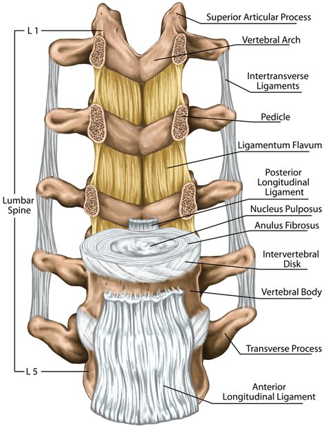 Ligaments Lumbar Spine Structure Ligaments Surroundin