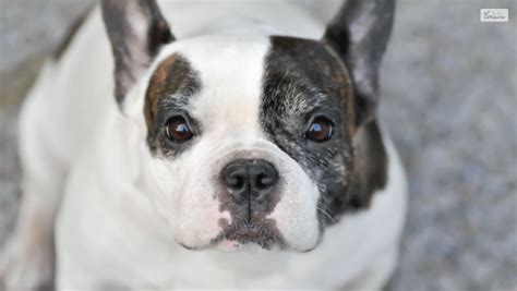 French Bulldog Pitbull Mix A Complete Guide