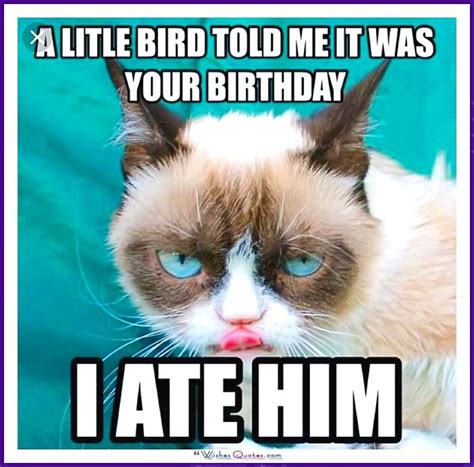 Happy Birthday Memes With Funny Cats Dogs And Animals Funny Grumpy