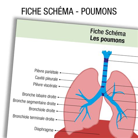 Schéma Dun Poumon