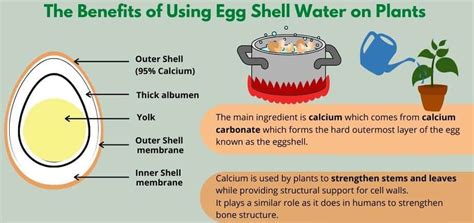 Using Boiled Egg Water For Plants A Complete Guide Flourishing Plants