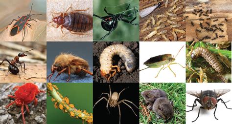 Utah's Top 15 Pests | Eco Life USA