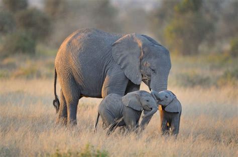 10 Adorables Fotografías De Crías De Elefante National Geographic En