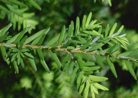 Western Hemlock Tree Facts Identification Distribution Pictures