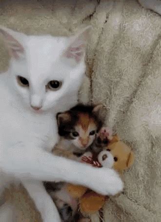 Oddball orphan becomes brother to black and white kittens this story shows the compassion mother #cats hold and their willingness to accept anybody in need, regardless of their species. Cat Kitten GIF - Cat Kitten Hugging - Discover & Share ...