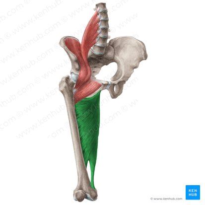 Hip Adductors Anatomy Innervation Supply Function Kenhub